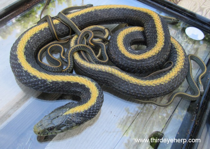 Santa Cruz Garter Snakes
